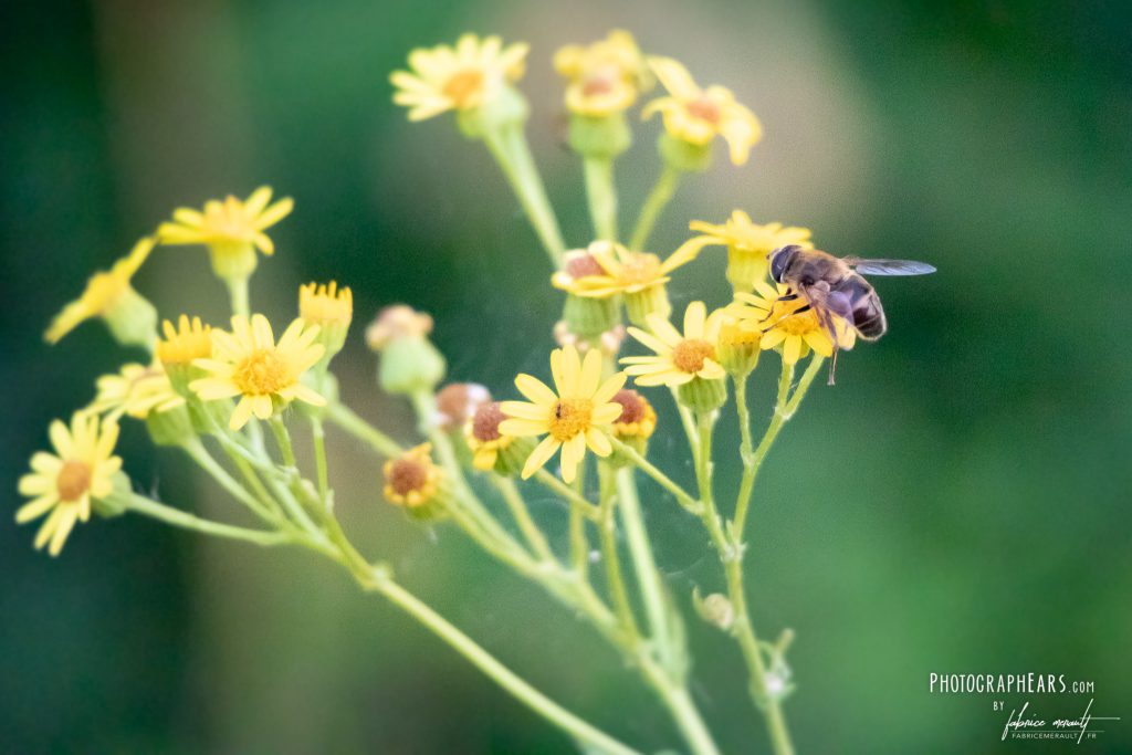 Les abeilles de Disneyland Paris (pour le miel de Winnie) - Journée de la Terre 2020
